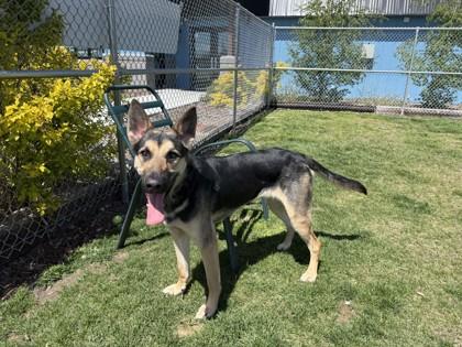 Enlarge Toby, a ADOPTABLE mixed breed in Hamilton, MT image 2/4