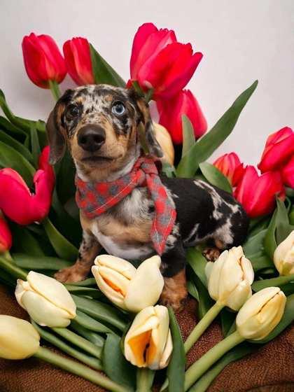 Ozzy, Adoptable, Adult Male Dachshund & Dachshund.
