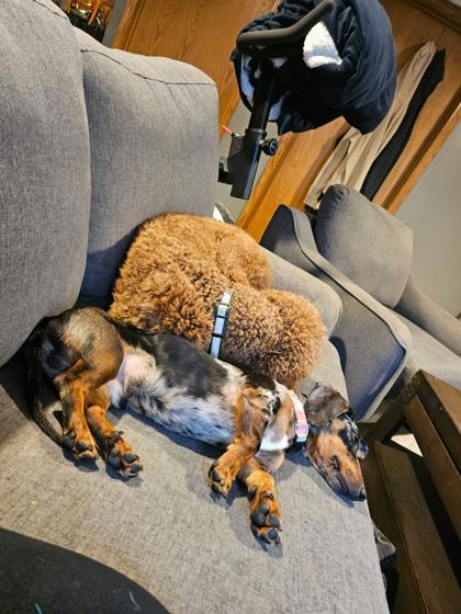 Enlarge Ozzy, a Adoptable mixed breed in Fergus Falls, MN image 2/3