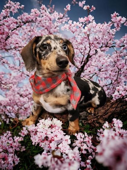 Enlarge Ozzy, a Adoptable mixed breed in Fergus Falls, MN image 3/3