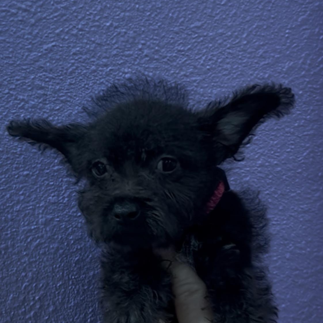 Holly, Adoptable, Puppy Female Chihuahua.