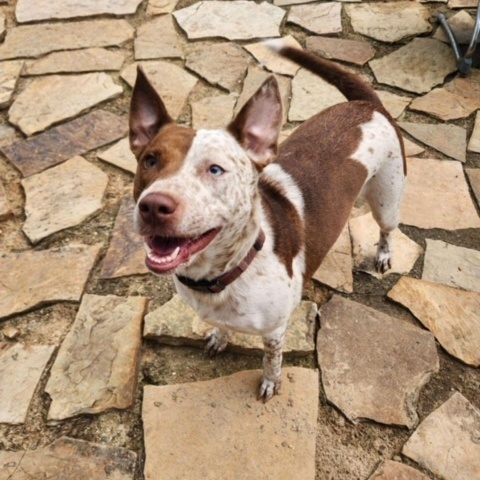 Red, a Adoptable mixed breed in Des Moines, IA image 3/6