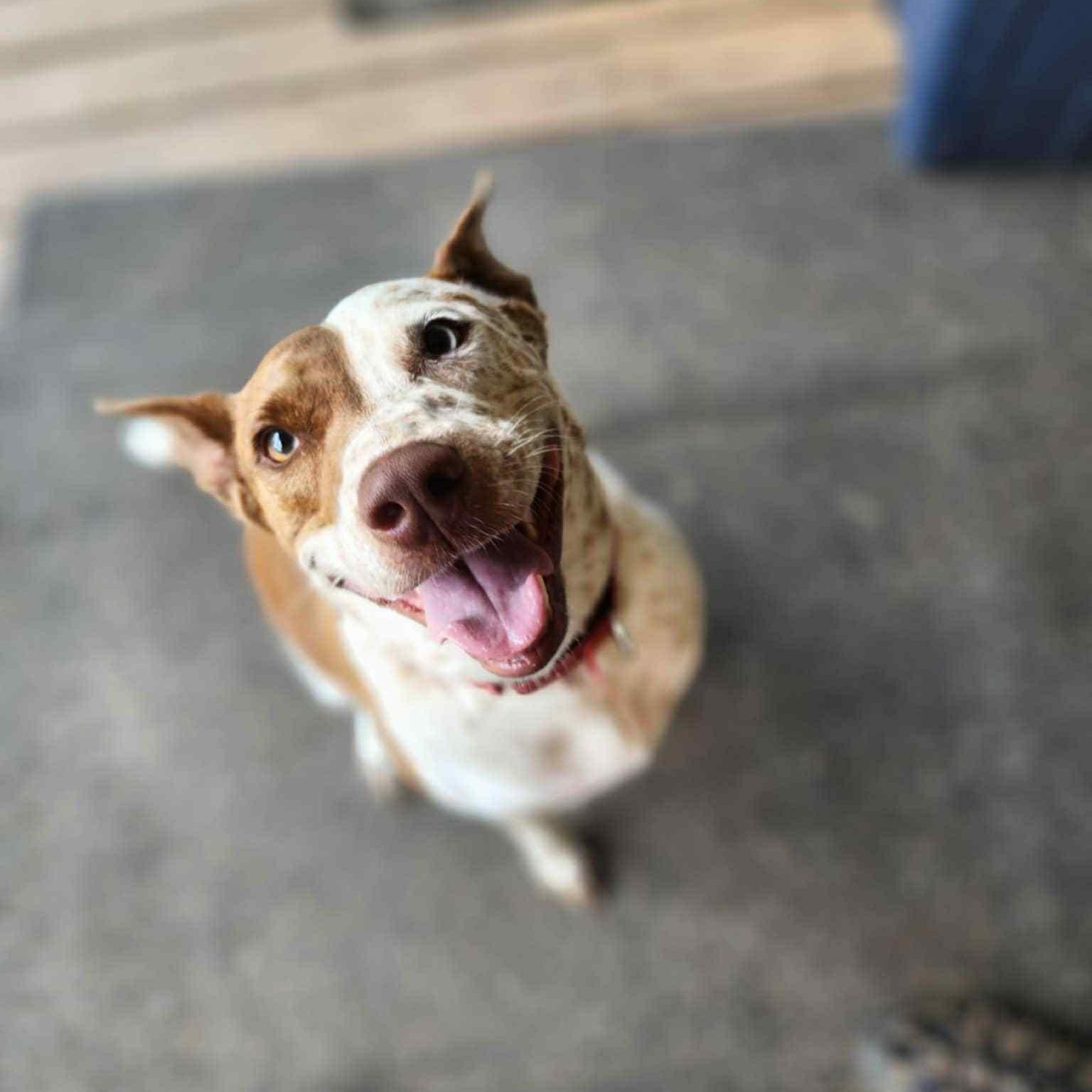 Red, a Adoptable mixed breed in Des Moines, IA image 2/6