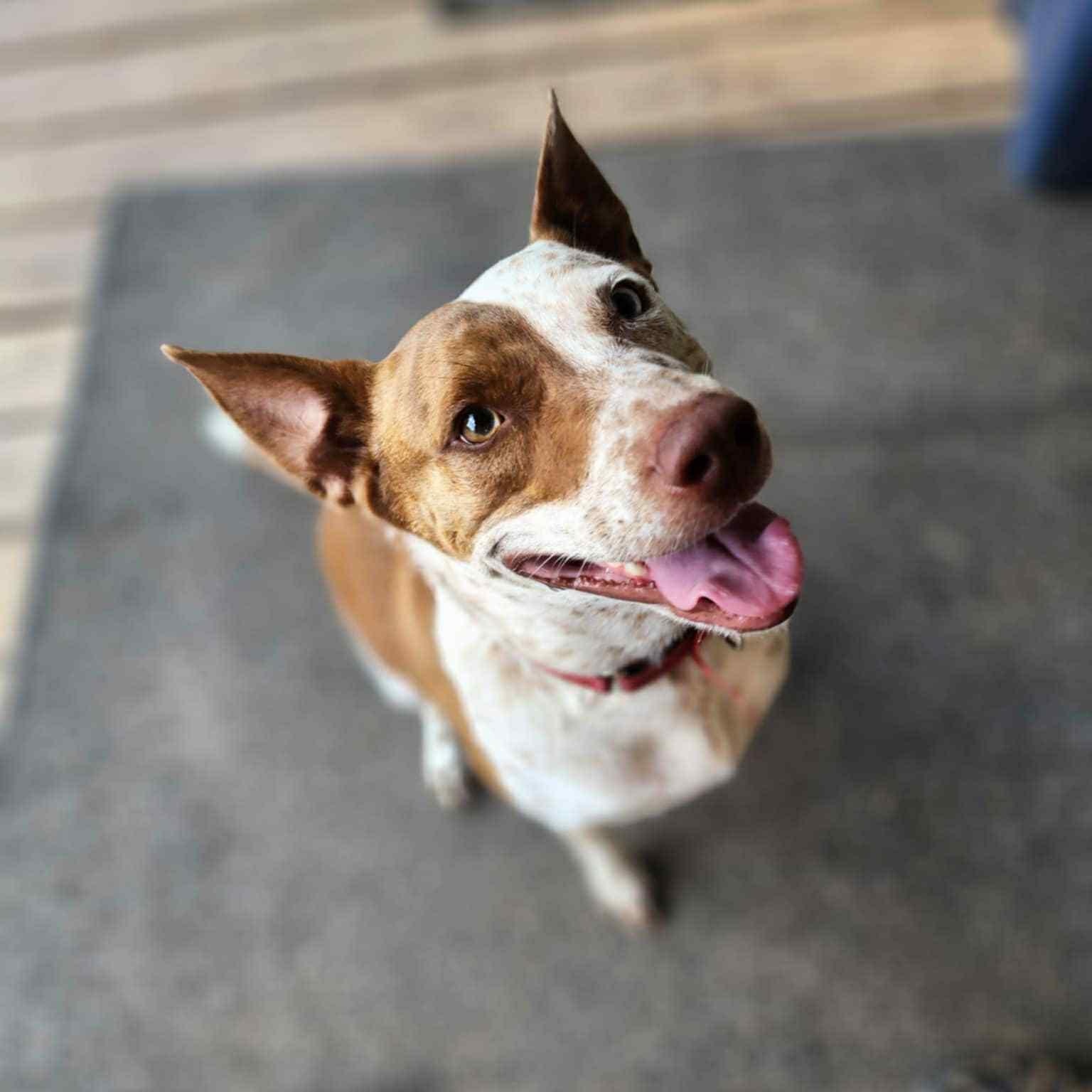 Red, a Adoptable mixed breed in Des Moines, IA image 1/6