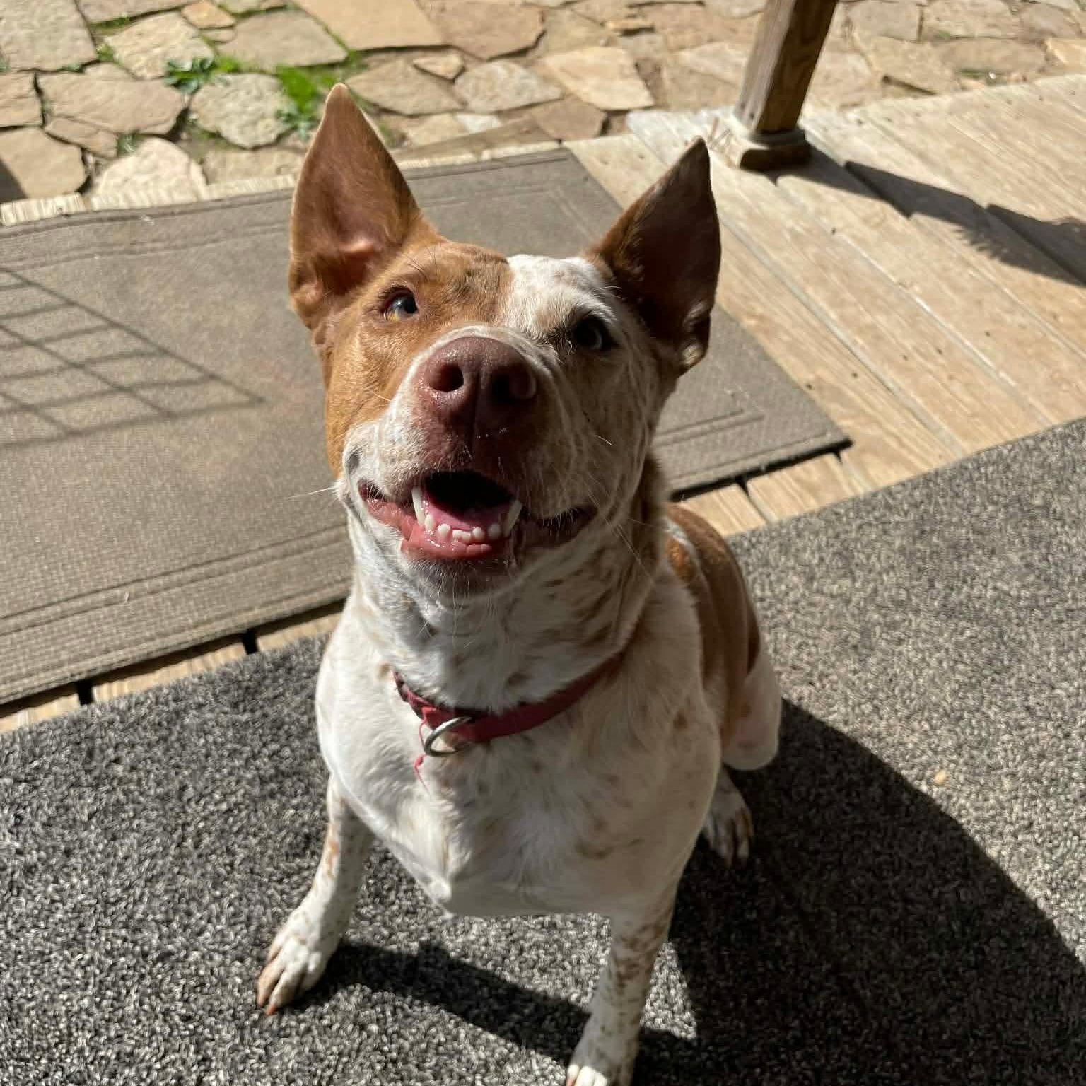 Enlarge Red, a Adoptable mixed breed in Des Moines, IA image 3/6