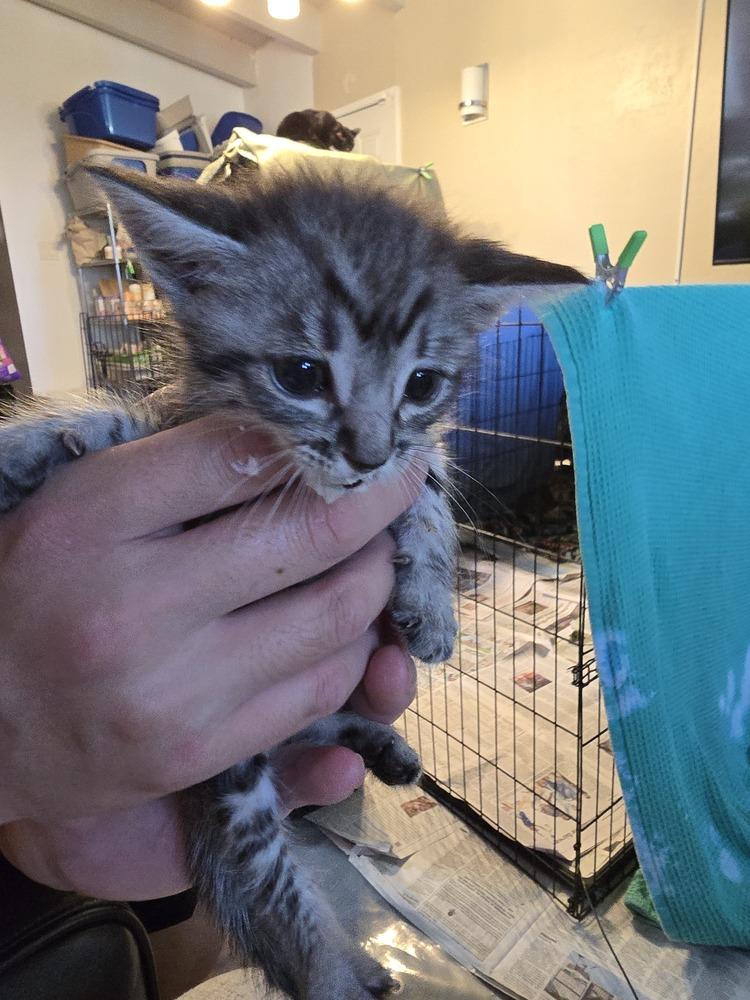 Kouign Amann, Adoptable, Kitten Male Domestic Short Hair.