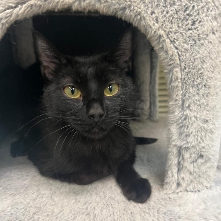 Miranda, Adoptable, Adult Female Domestic Short Hair.