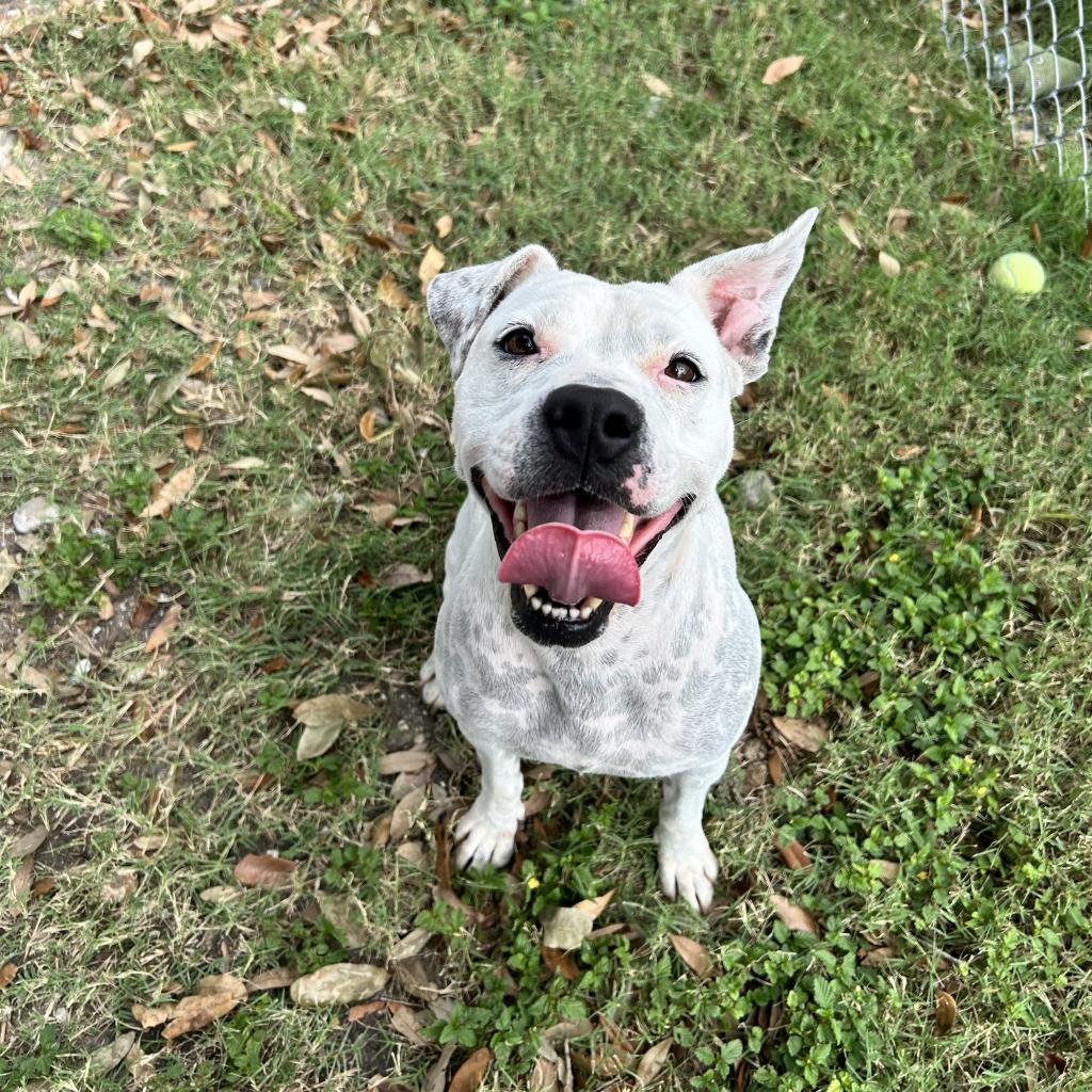 Mrs. Spots, Adoptable, Senior Female Terrier.