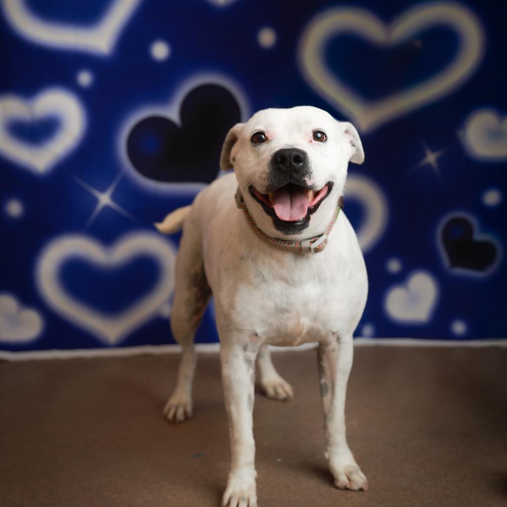 Enlarge Mrs. Spots, a Adoptable mixed breed in Corpus Christi, TX image 2/6
