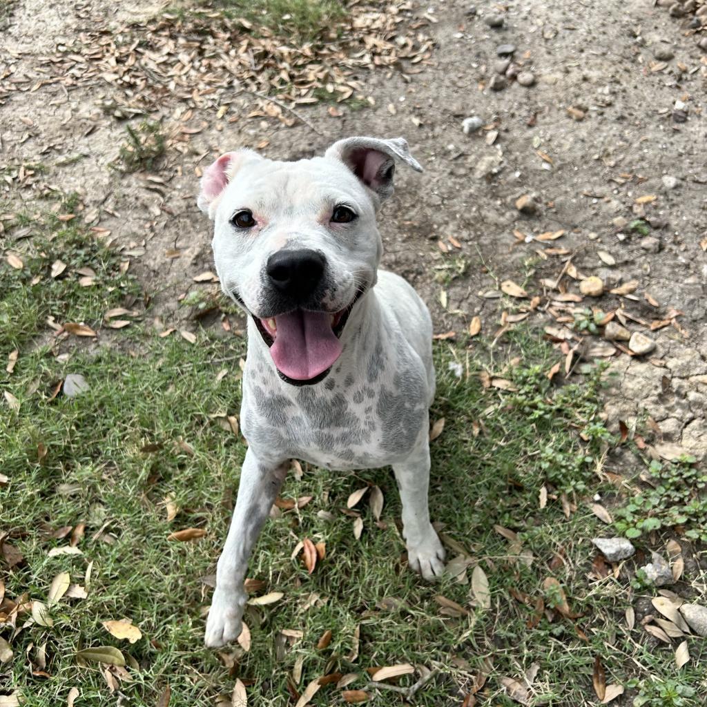 Mrs. Spots, a Adoptable mixed breed in Corpus Christi, TX image 2/6