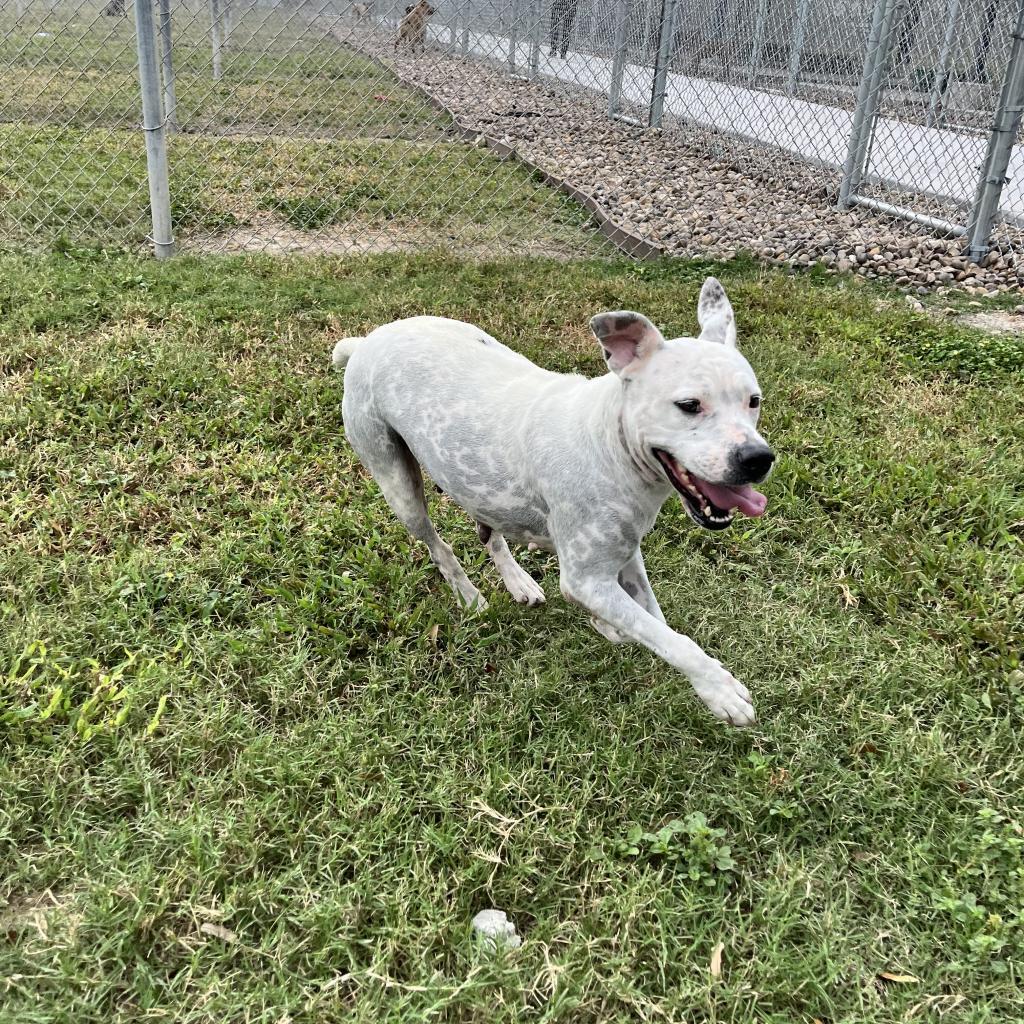Mrs. Spots, a Adoptable mixed breed in Corpus Christi, TX image 3/6