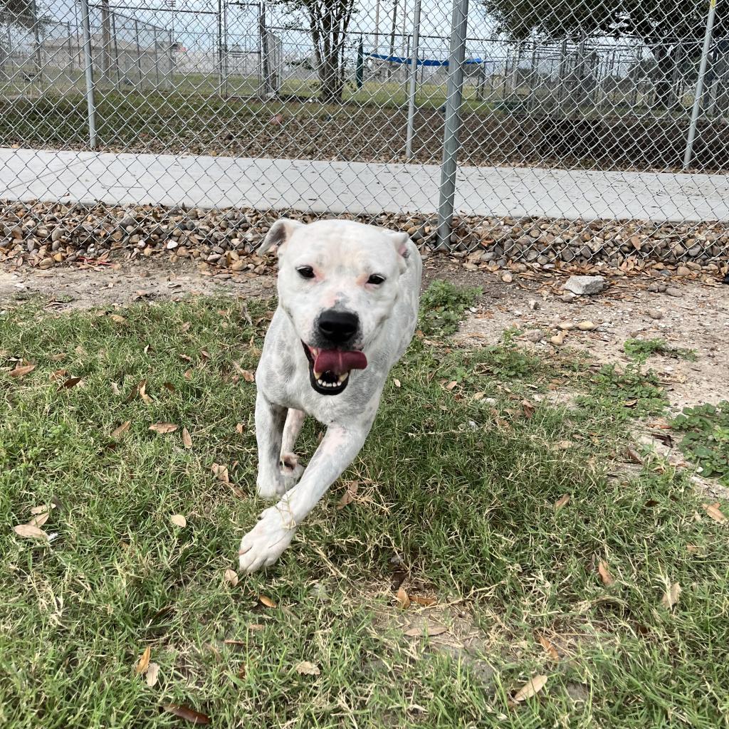 Mrs. Spots, a Adoptable mixed breed in Corpus Christi, TX image 4/6