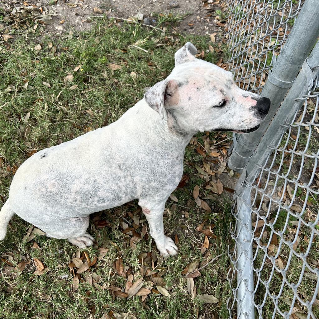 Mrs. Spots, a Adoptable mixed breed in Corpus Christi, TX image 5/6