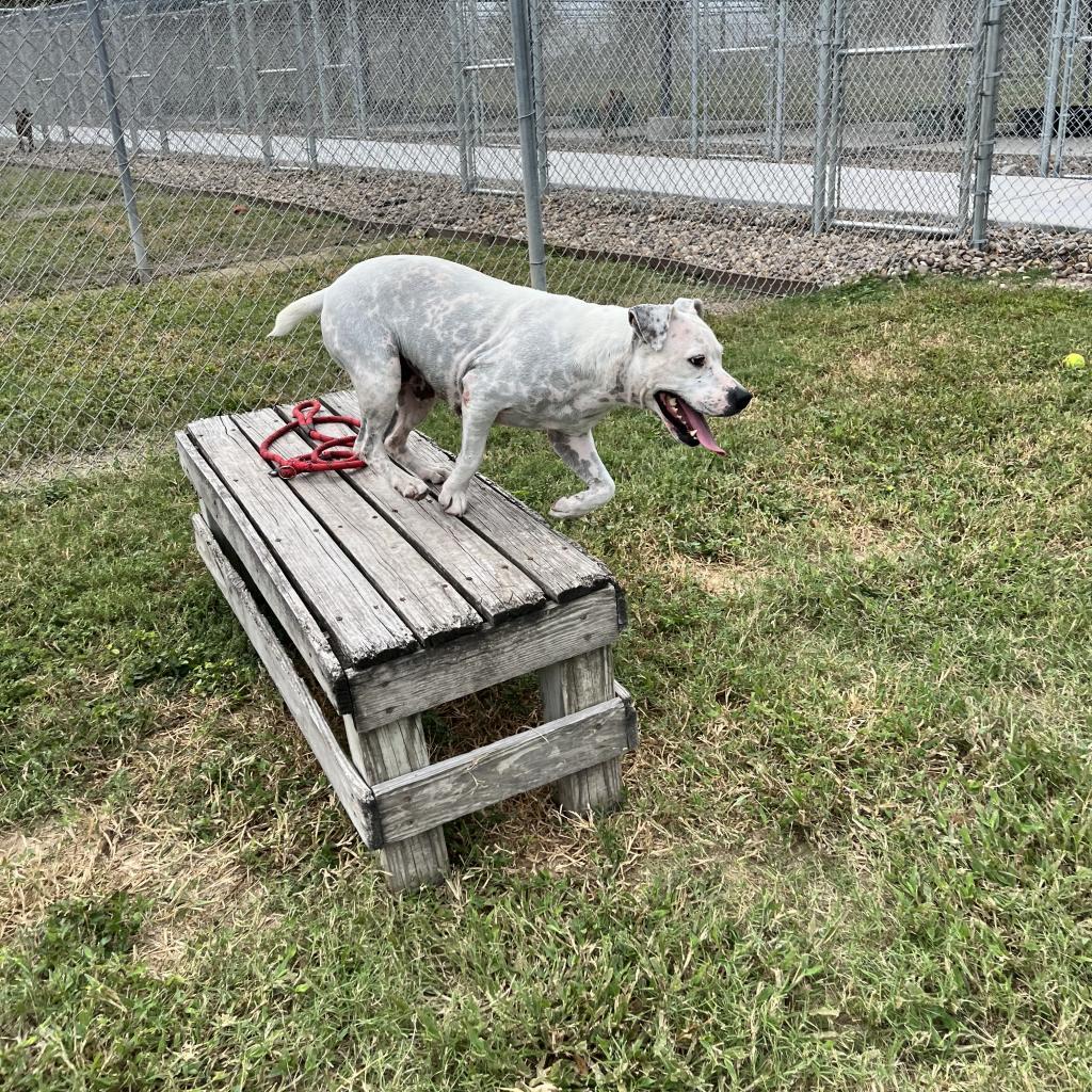 Mrs. Spots, a Adoptable mixed breed in Corpus Christi, TX image 6/6
