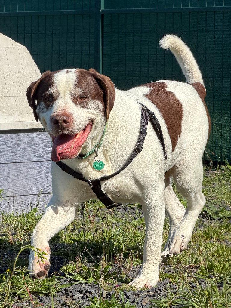 Ron, Adoptable, Senior Male Terrier.