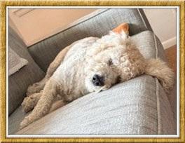 Enlarge Linus - IL, a ADOPTABLE Bichon Frise in Normal, IL image 2/3