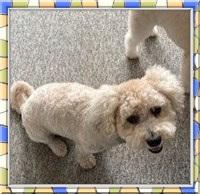 Linus - IL, ADOPTABLE, Adult Male Bichon Frise.