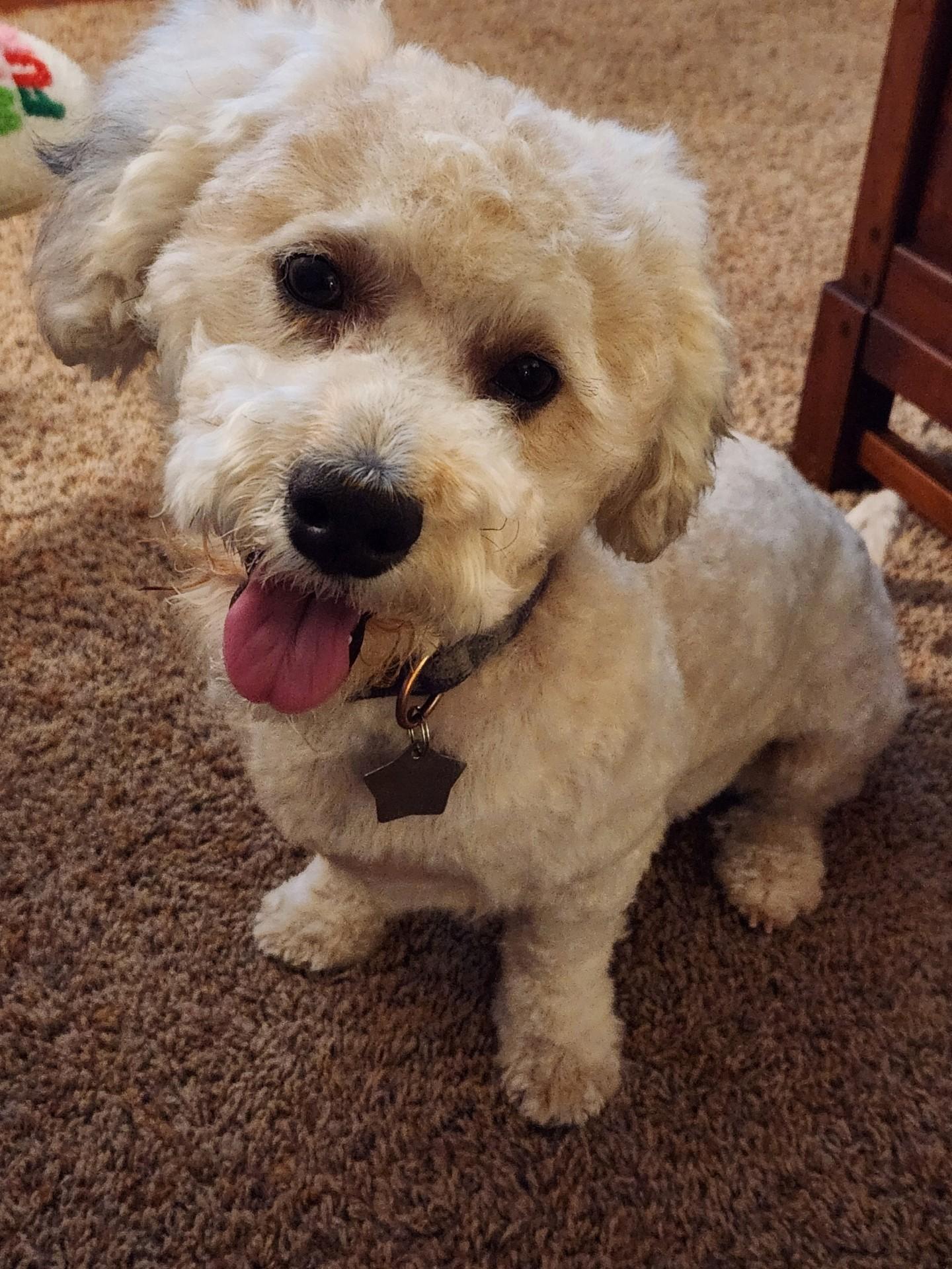 Enlarge Linus - IL, a ADOPTABLE Bichon Frise in Normal, IL image 3/3