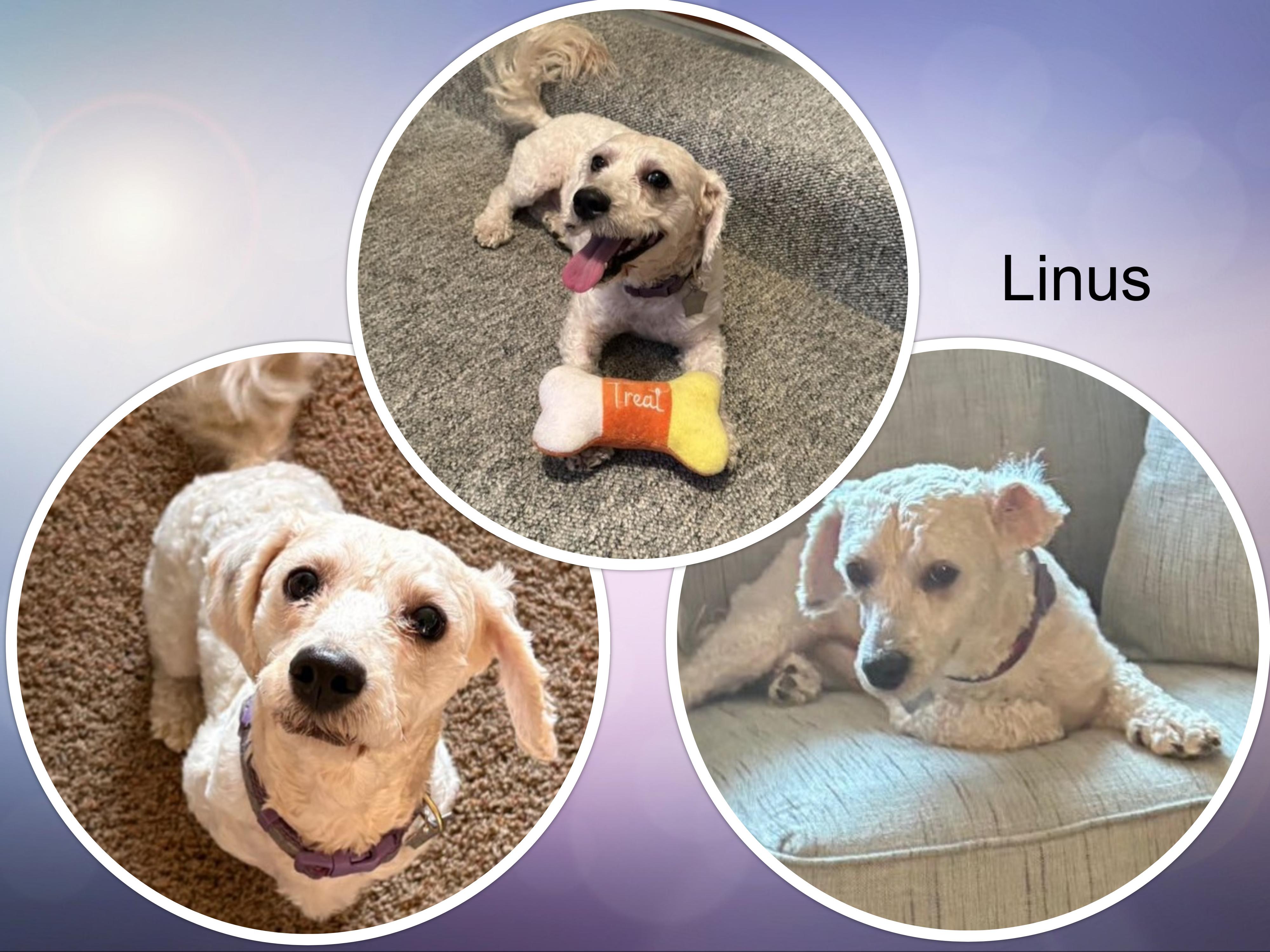 Enlarge Linus - IL, a ADOPTABLE Bichon Frise in Chicago, IL image 1/1
