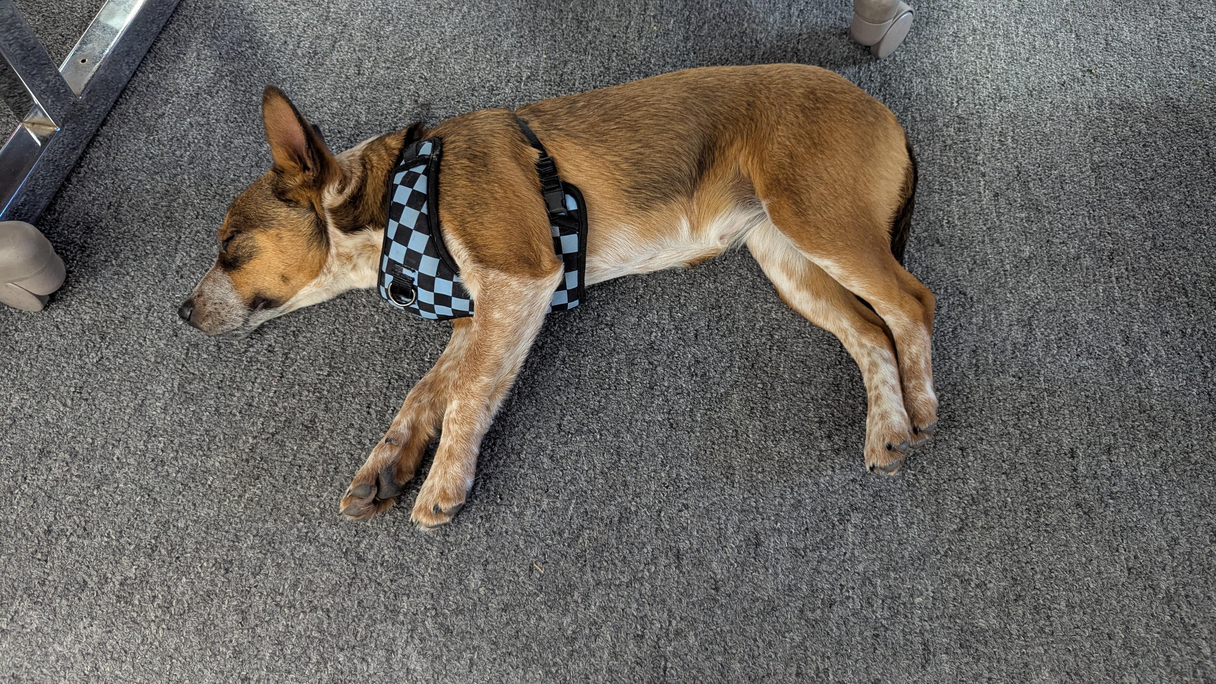 Cherry, a Adopted mixed breed in Rio Rancho, NM image 5/6