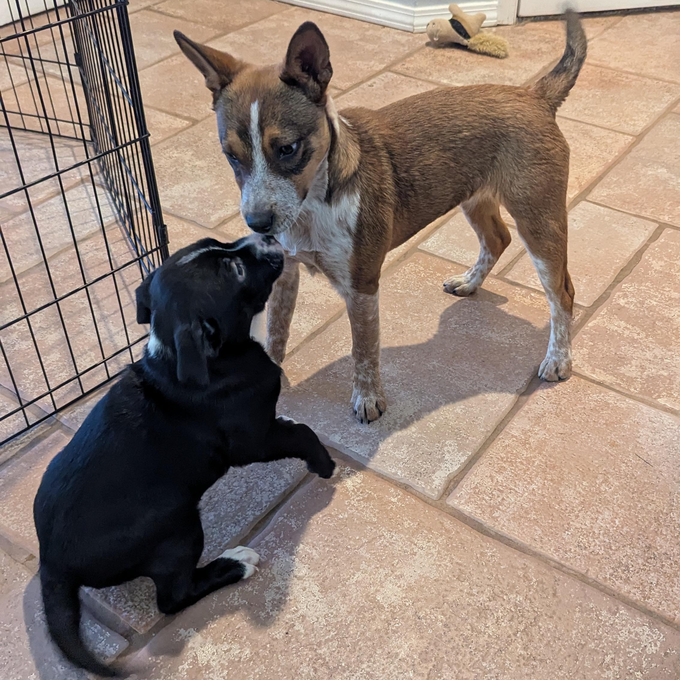 Cherry, a Adopted mixed breed in Rio Rancho, NM image 4/6