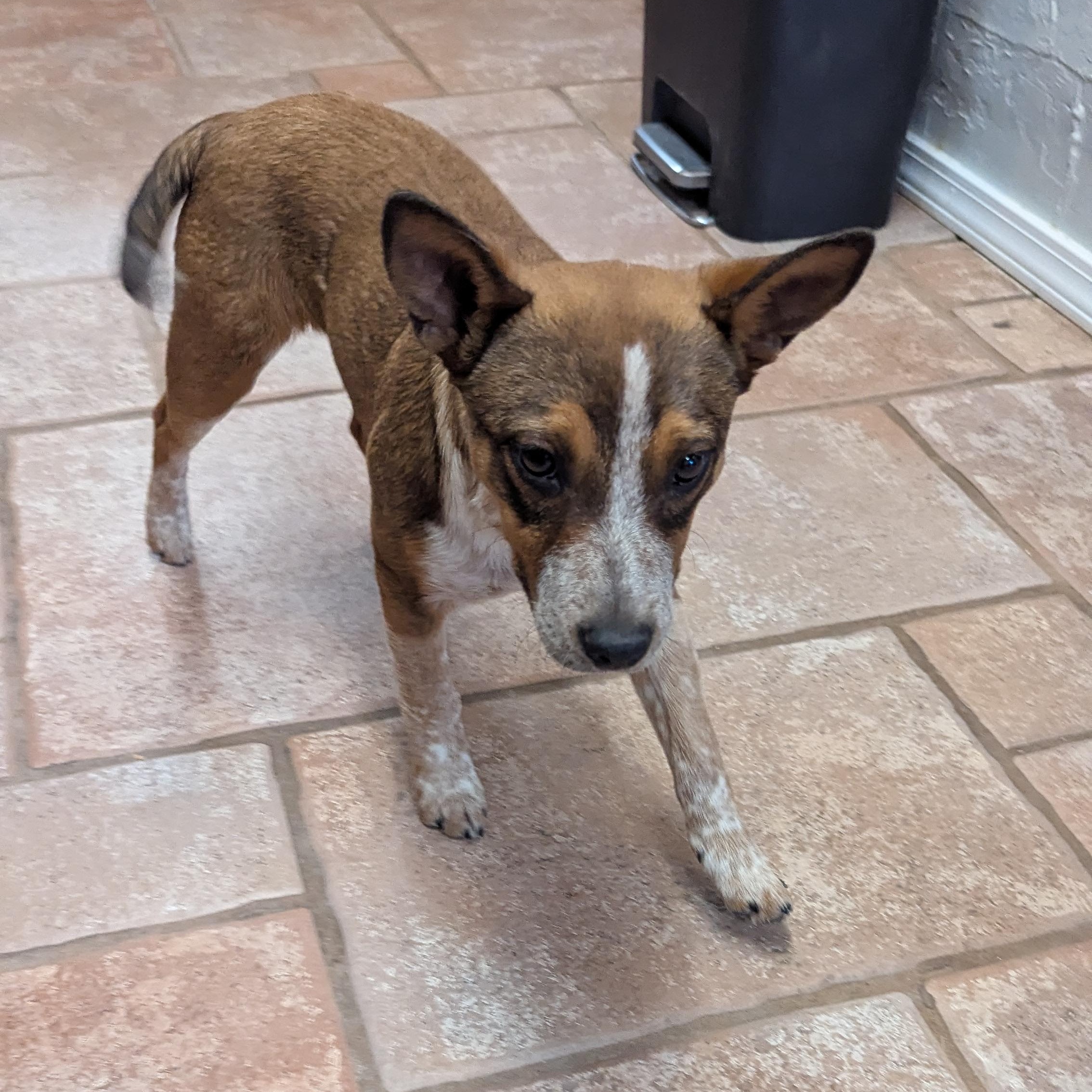 Cherry, a Adopted mixed breed in Rio Rancho, NM image 6/6