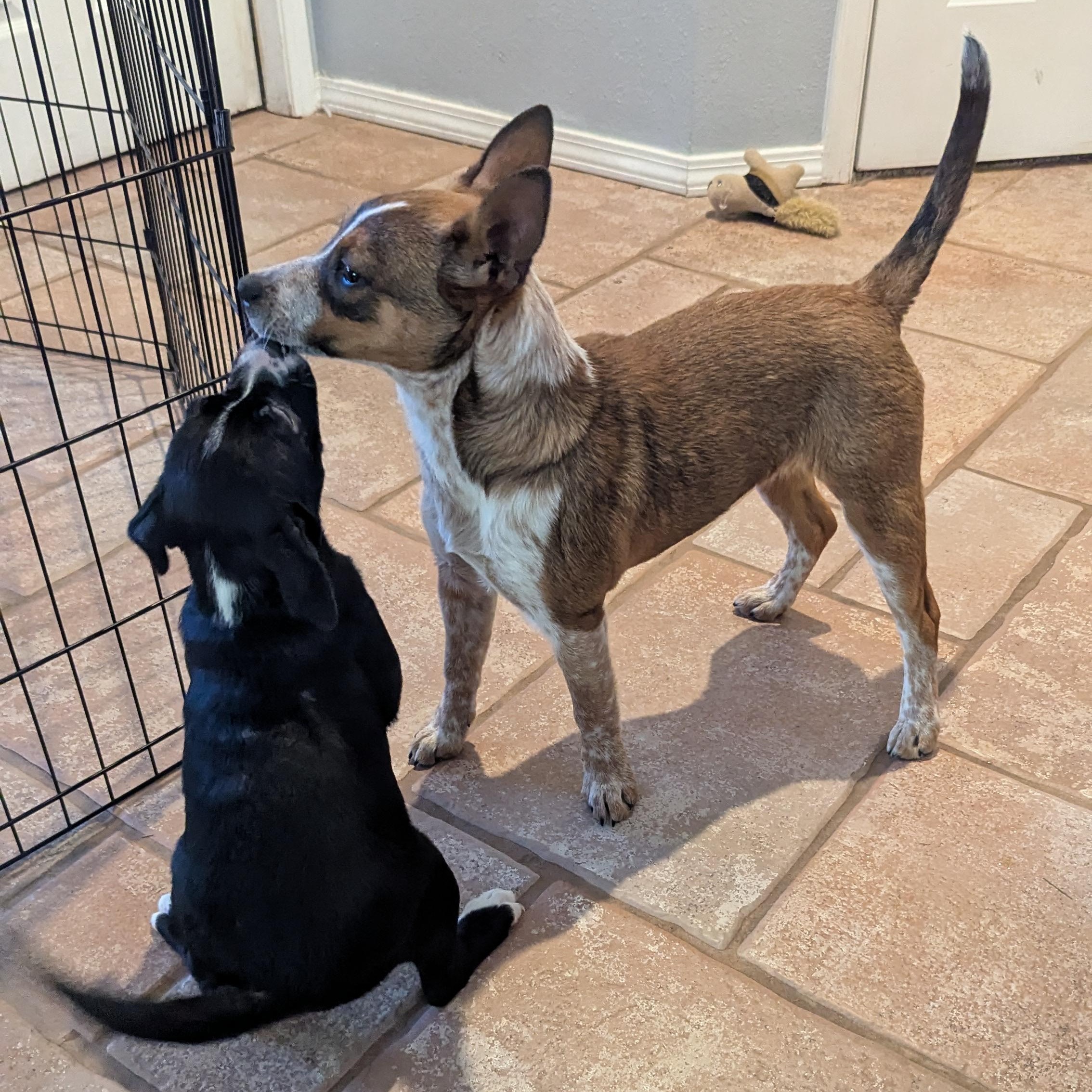 Cherry, a Adopted mixed breed in Rio Rancho, NM image 2/6