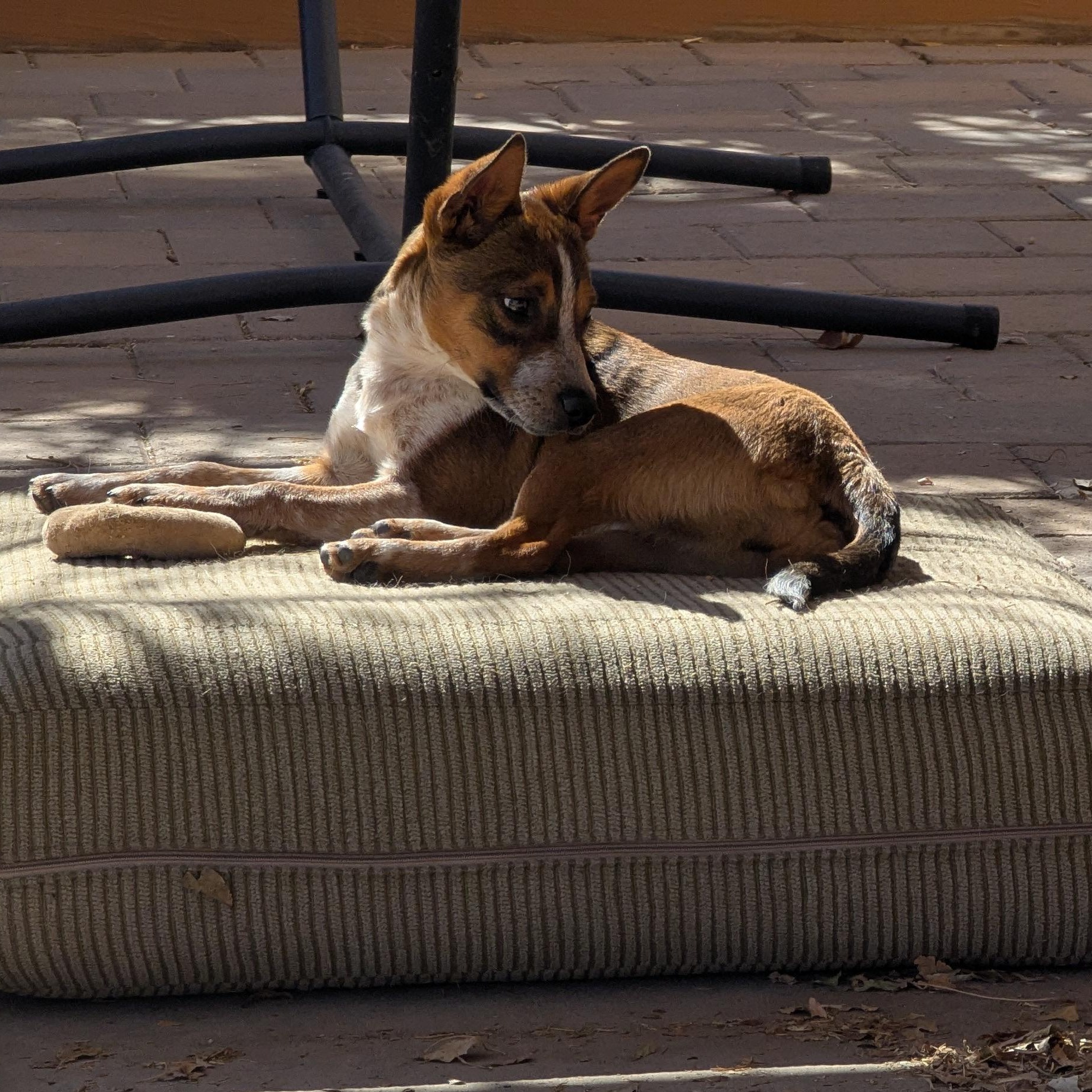 Cherry, a Adopted mixed breed in Rio Rancho, NM image 3/6