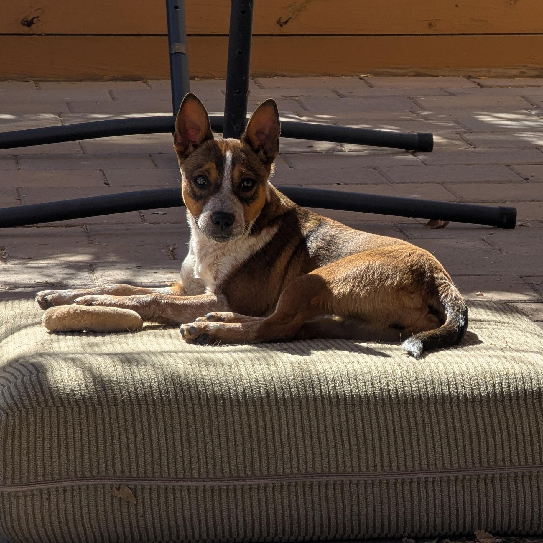 Cherry, Adopted, Young Female Australian Cattle Dog / Blue Heeler & Corgi.
