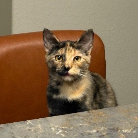 Scout Jerny — thumbnail 3