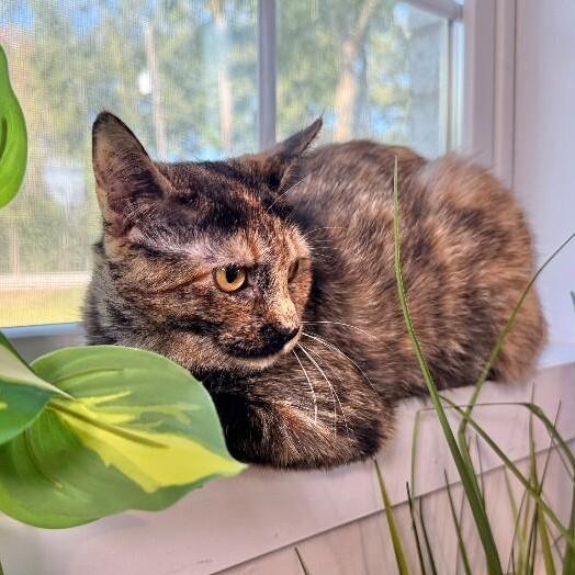 Scout Jerny — thumbnail 4