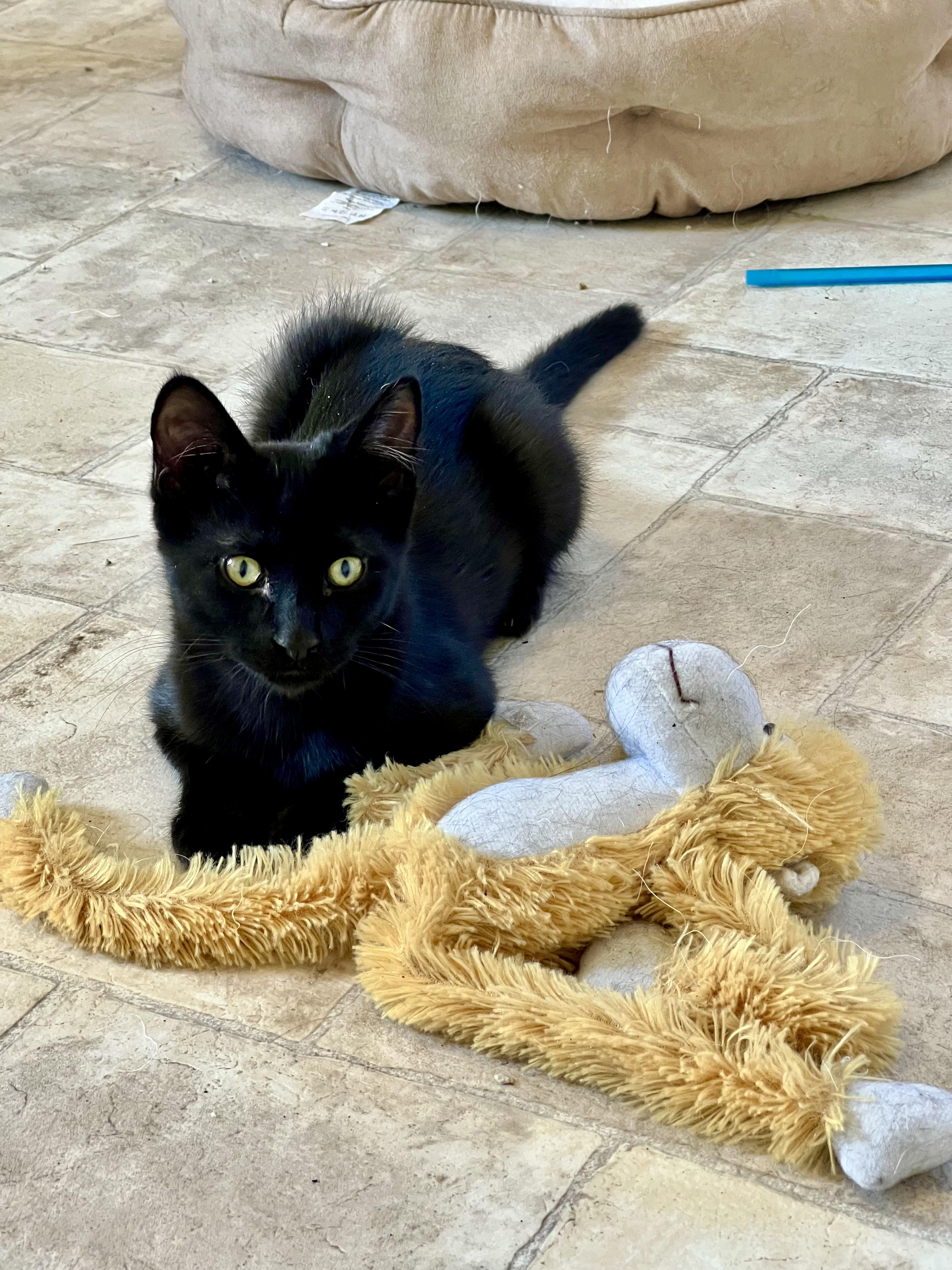 Niko, Adoptable, Kitten Male Bombay.