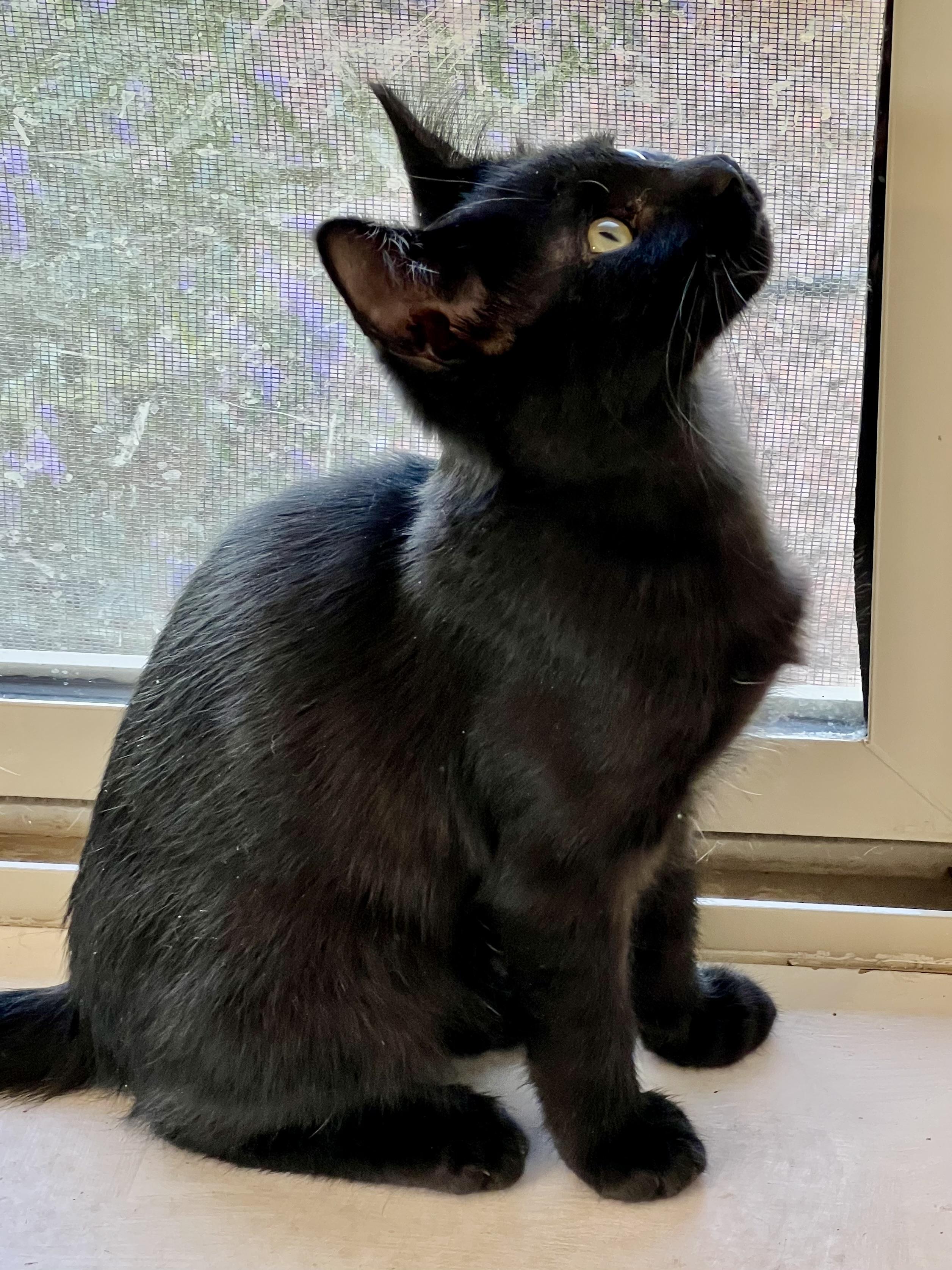 Enlarge Niko, a Adoptable mixed breed in Delta, CO image 2/6