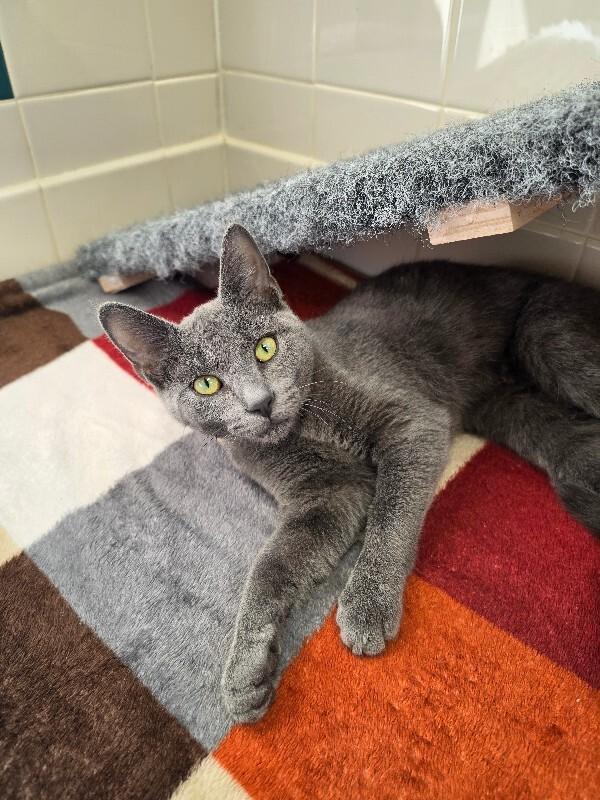 Satin, Adoptable, Adult Male Russian Blue & Domestic Short Hair.