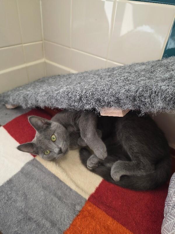 Enlarge Satin, a Adoptable mixed breed in Bluffton, IN image 2/2