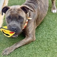 Princess, Adoptable, Adult Female Terrier & Mixed Breed.