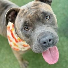 Enlarge Princess, a Adoptable mixed breed in Largo, FL image 2/2