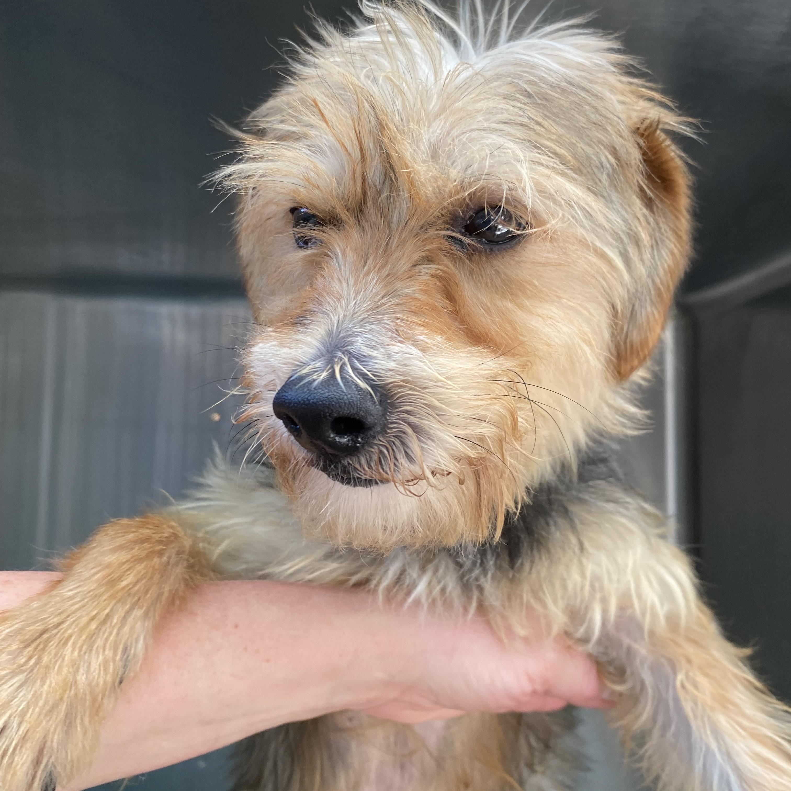Enlarge Ricky, a ADOPTABLE Yorkshire Terrier in Glendale, OH image 1/1