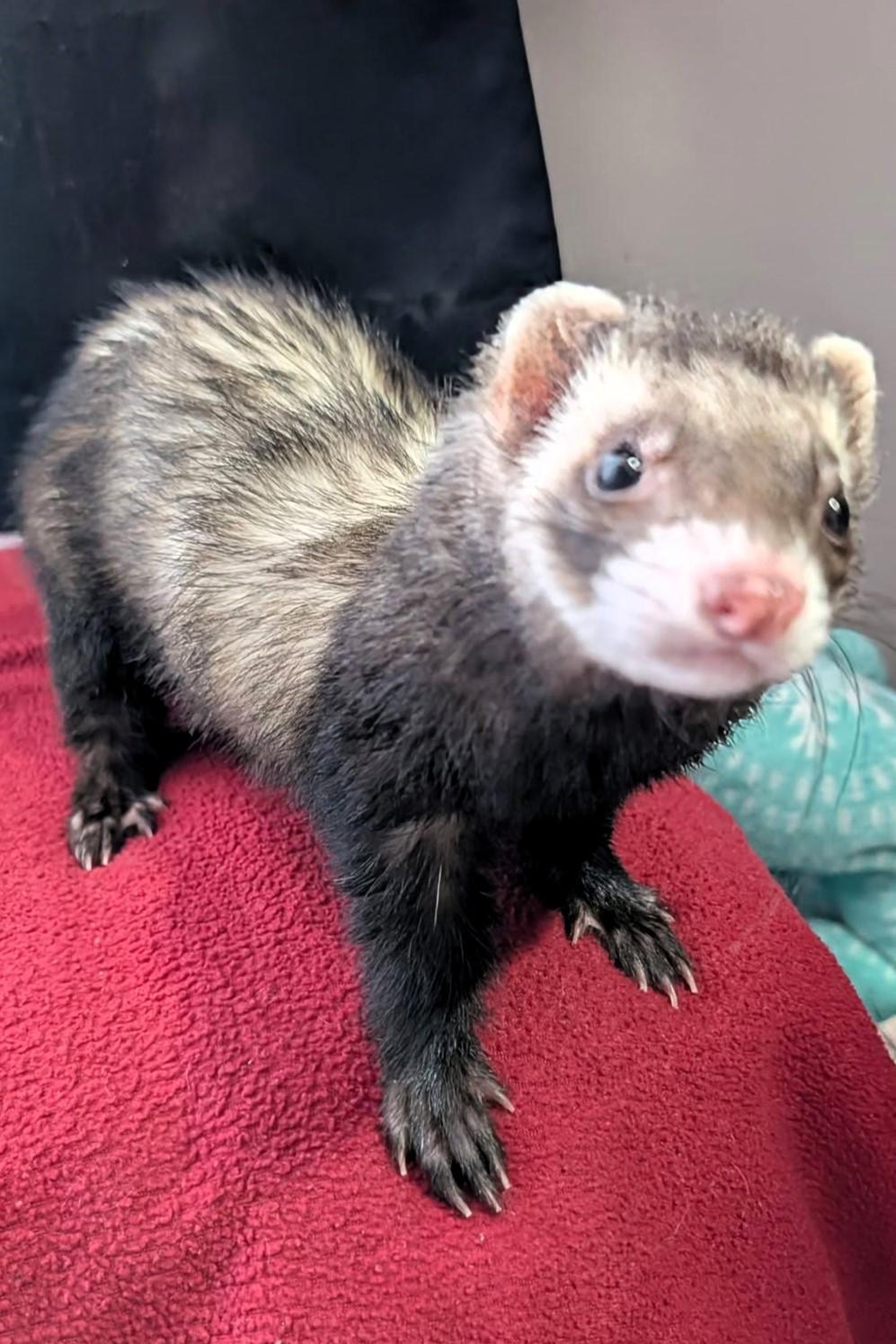Enlarge Graham, a Adoptable Ferret in Cleveland, OH image 1/1