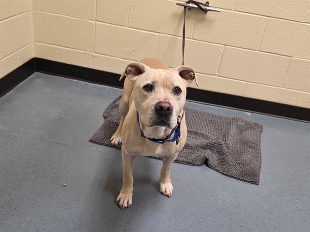 KIRA, Adoptable, Adult Female Labrador Retriever.