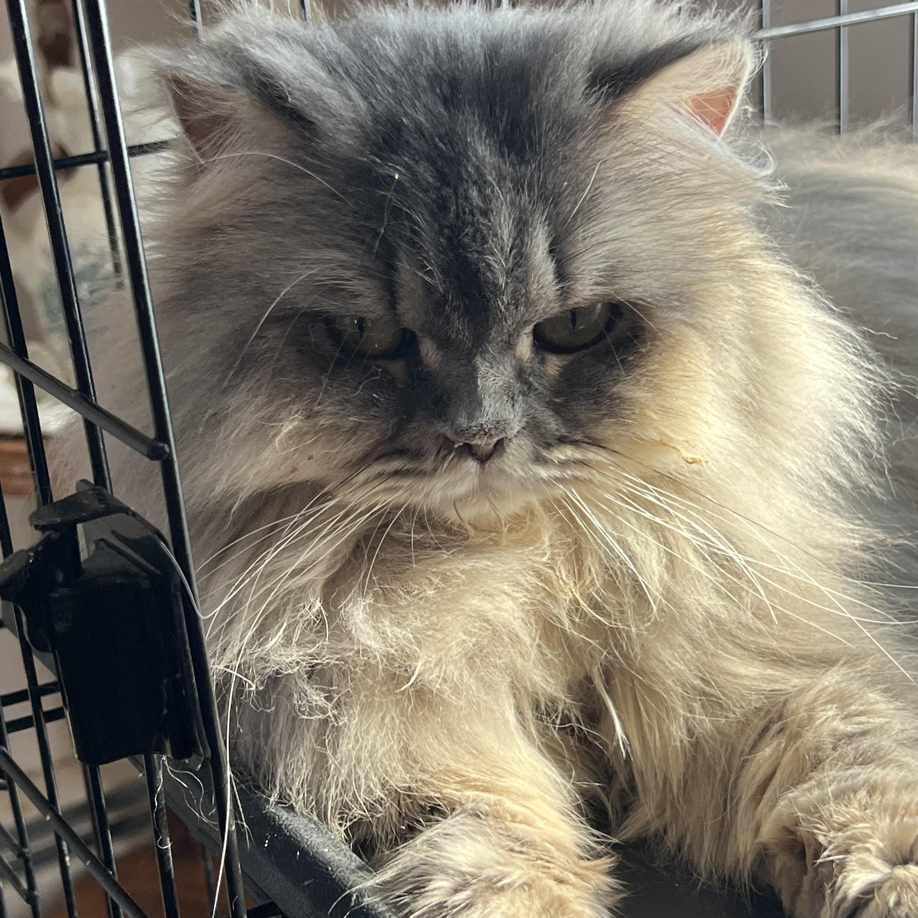 Princess thumbnail 2