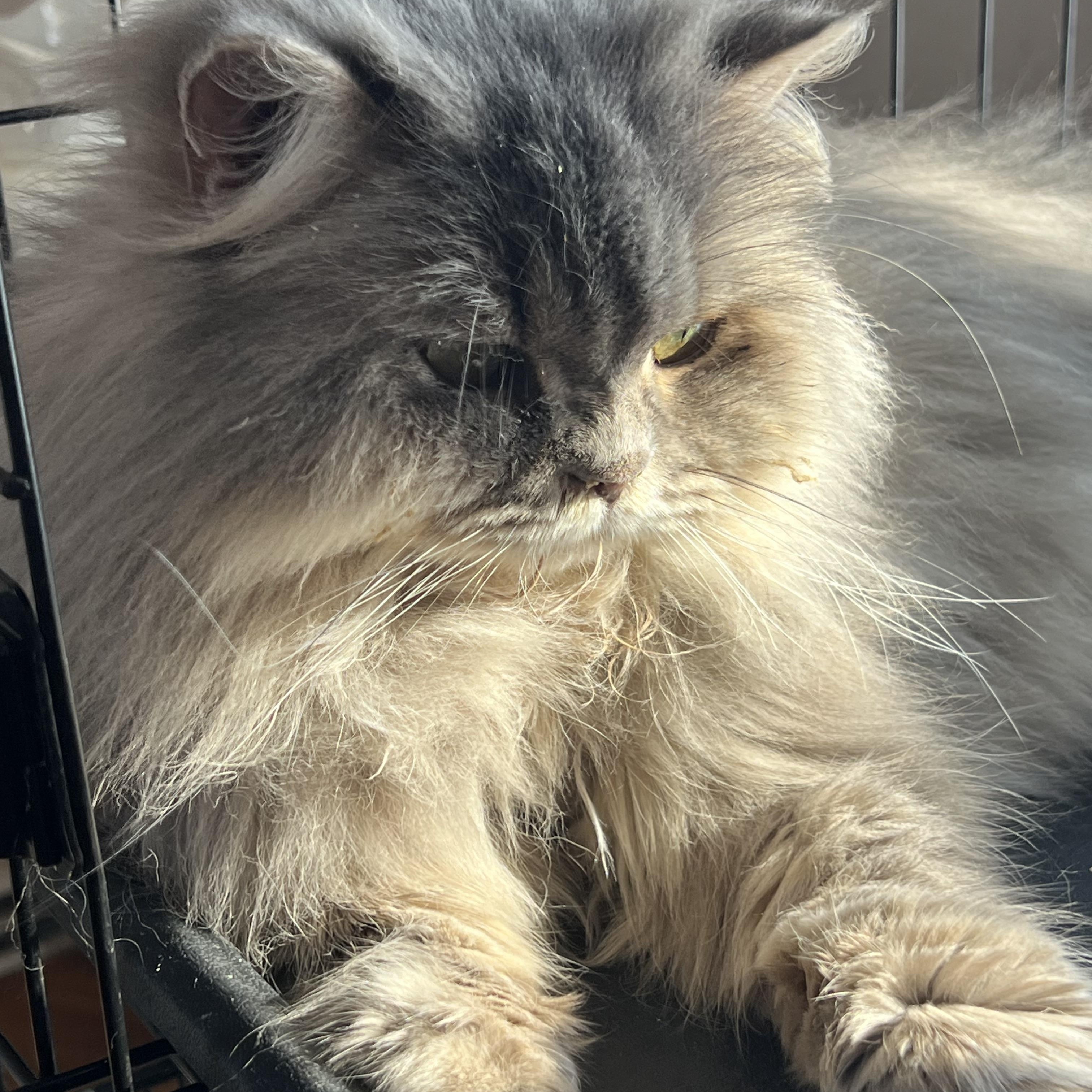 Princess thumbnail 3