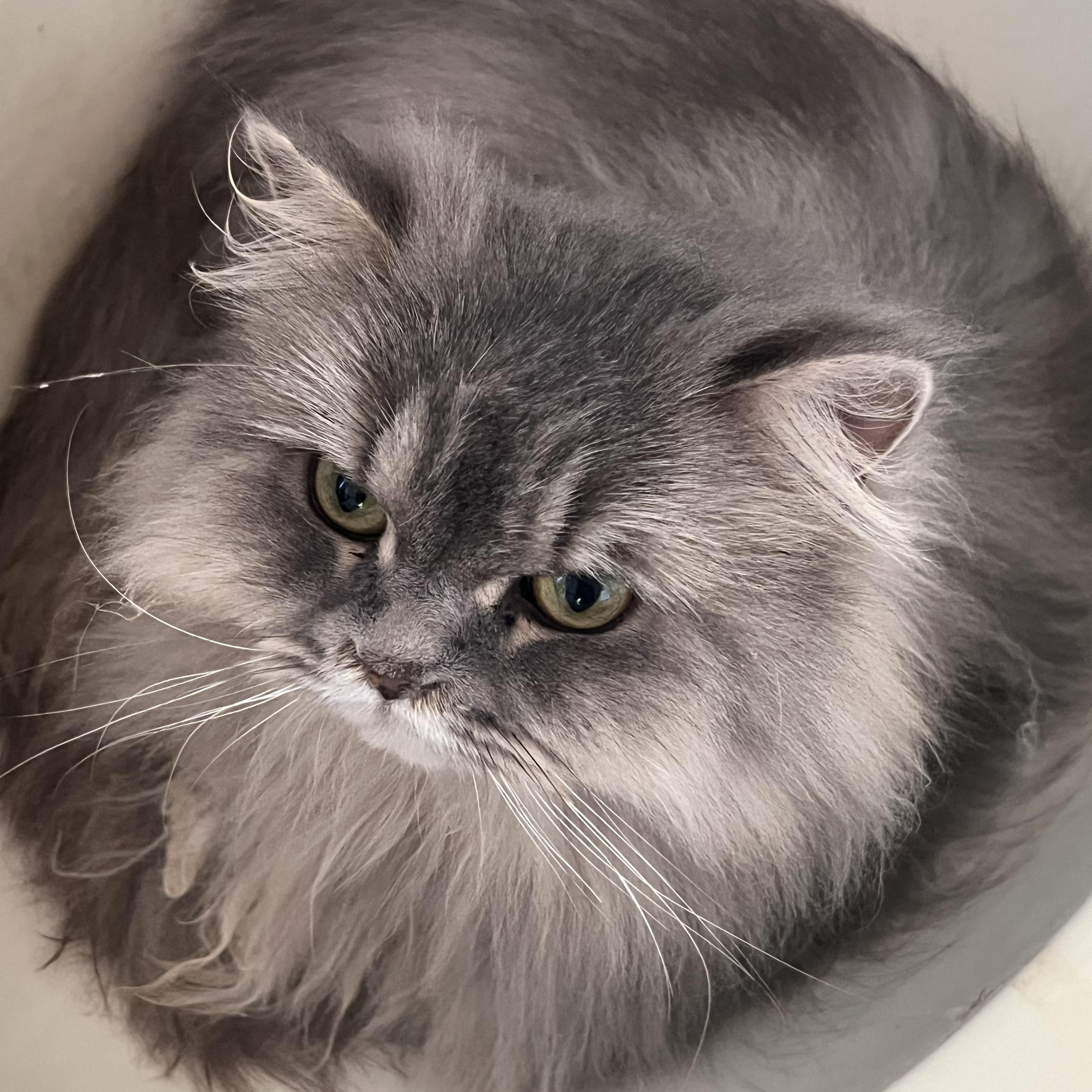 Princess thumbnail 5