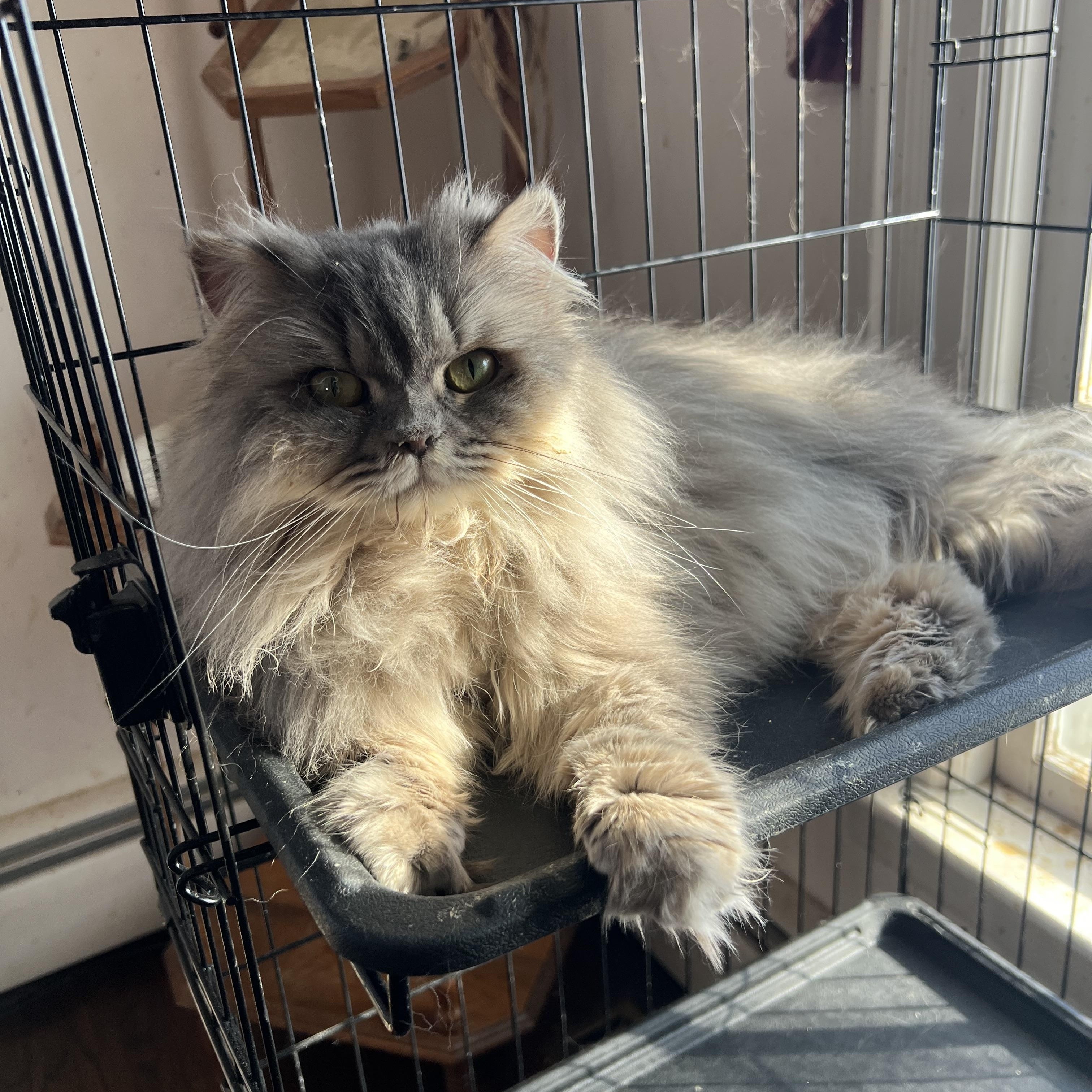 Princess thumbnail 6