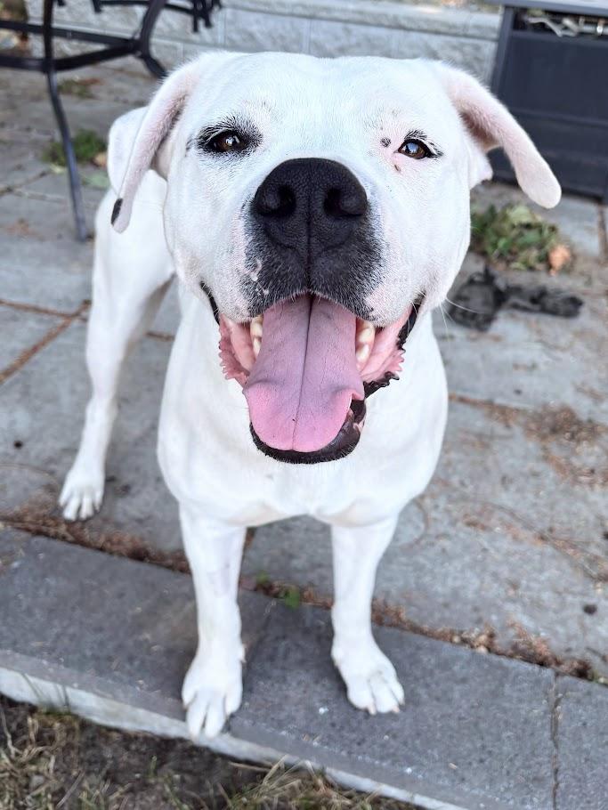 Athena, Adoptable, Young Female Pit Bull Terrier & American Bulldog.