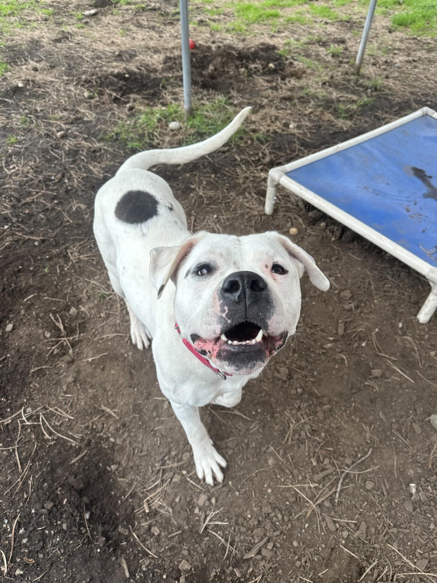 Enlarge Athena, a Adoptable mixed breed in Vancouver, BC image 4/6