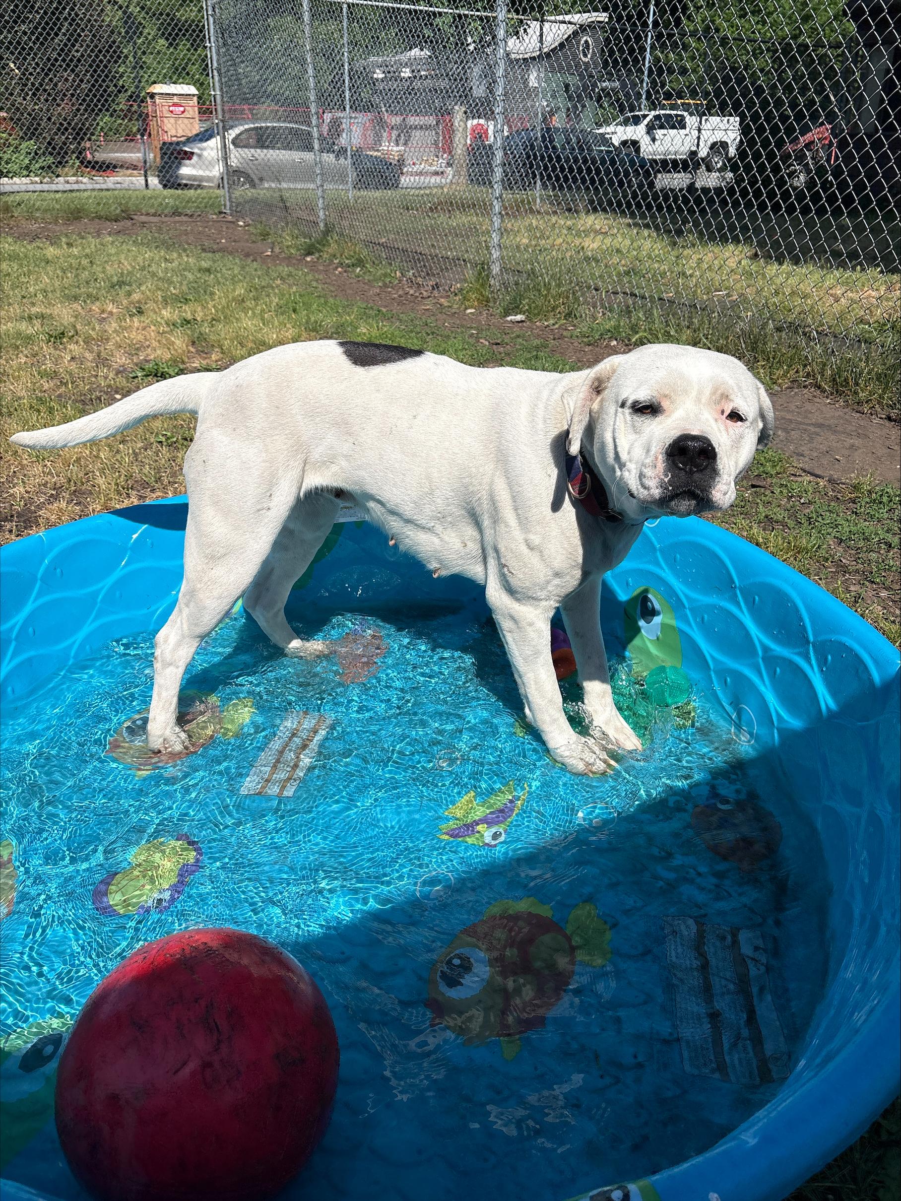 Enlarge Athena, a Adoptable mixed breed in Vancouver, BC image 3/6