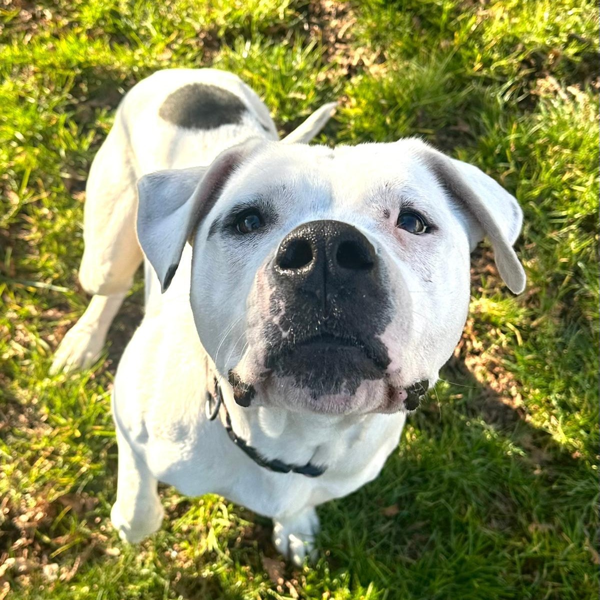 Enlarge Athena, a Adoptable mixed breed in Vancouver, BC image 2/6