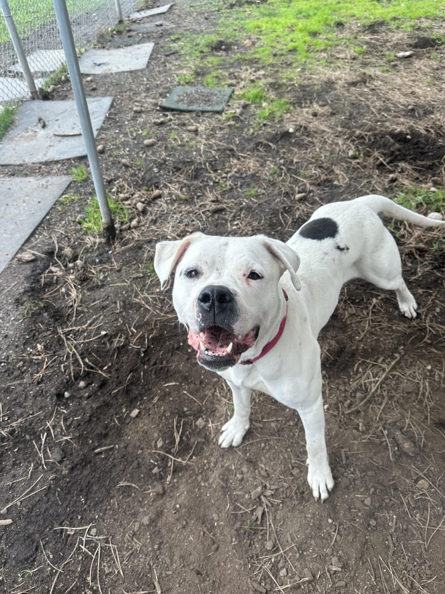 Enlarge Athena, a Adoptable mixed breed in Vancouver, BC image 6/6