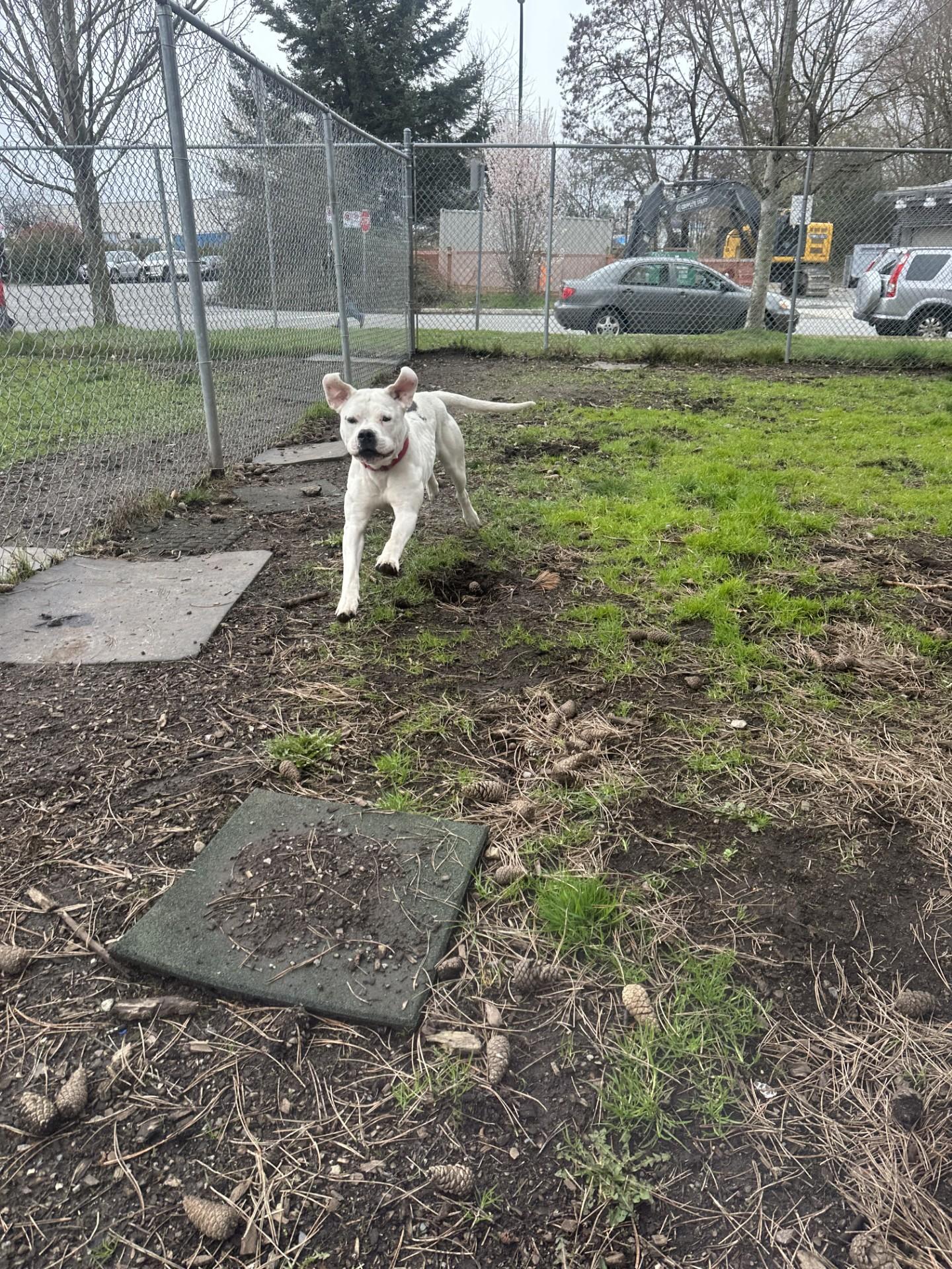 Enlarge Athena, a Adoptable mixed breed in Vancouver, BC image 5/6